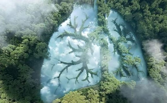 为拯救亚马逊雨林 环保NFT不到一个小时竟被抢购一空