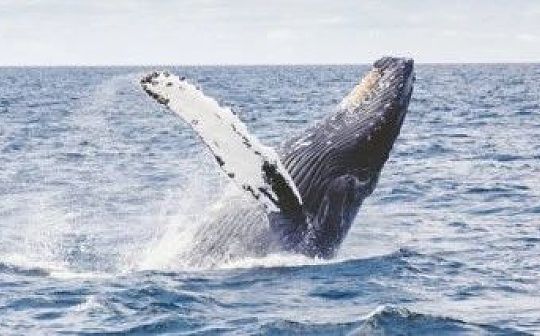 “鲸鱼”在这次暴跌中趁机抄底7.7万枚比特币