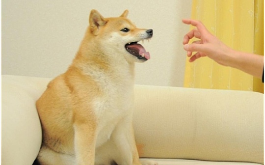 撕裂NFT之后 社区激辩NFD
