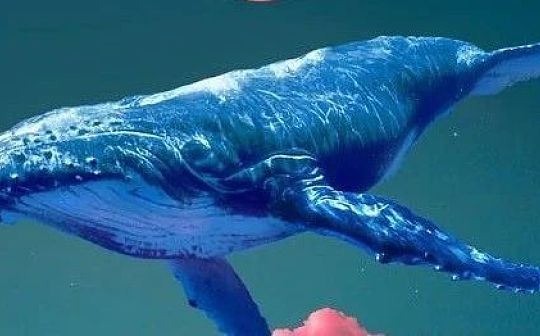 WHALE 流动性挖矿：持有 WHALE = 赚取 WHALE