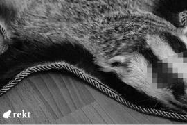 COIN:一文回顾Badger DAO遭前端攻击事件，被盗金额排DeFi攻击第四?_PluraCoin