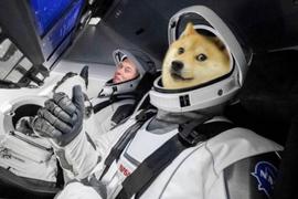 SHI:散户的胜利？从共识推动下狗狗币的暴涨开始说起_SHIBA22