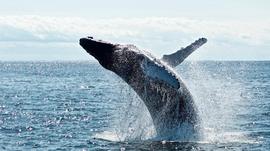 PIT:几度穿越牛熊的加密「看门人」Whale Alert_FINU币