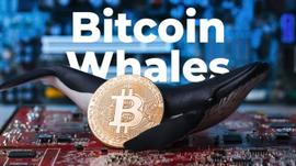 PSI:最新报告：BTC分布日趋集中，排名前2%的地址拥有BTC总供应量的95%_LIPS