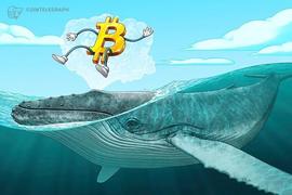 COIN:在最近一轮牛市中，比特币鲸鱼的数量达到了历史新高_Isiklar Coin