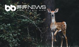 INK:比特小鹿发货难，谁是幕后推手？_EFI
