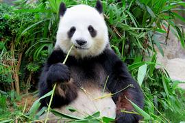 TOK:以基金销售切入C端，「Token Panda」想做区块链版支付宝_TOKEN