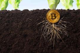 ROO:观点 | 为什么说比特币的打浦路（Taproot）比你想的宽_SHROOMS币
