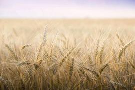 INC:区块链如何为农作物生产与售卖带来新的机遇？_GRAIN