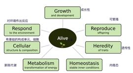 THE:Proof of Life:为什么说比特币是一种生命体?_ethereal深层含义