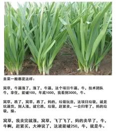 马斯克:币圈行情被人为诱导，对于韭菜们来讲公平什么时候能到来_比特币