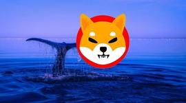 SHIBA:「崛起社区」157天没动过！巨鲸采取行动转移数万亿热门山寨币！_SHIBTARO