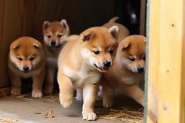 加密货币:Shiba Inu、币安创新区和 SHIB 价格走势：探索联系_binance