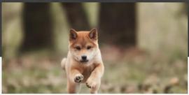 SHI:狗狗币（DOGE）前景：历史模式表明价格爆炸性飙升_SHIB