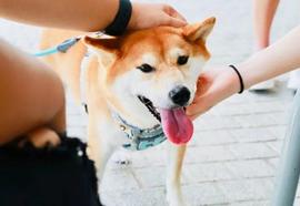 SHIBAI:「崛起社区」Shiba Inu：近48K地址现已盈利_shibainu币最新消息