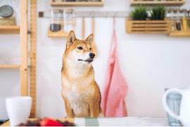 人工智能:最佳投资加密货币：Shiba Memu、SingularityNET_LAR