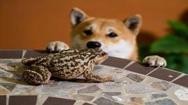 ripple:Meme 币 PEPE 和 SHIB 本周上涨两位数_COI