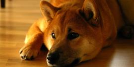 SHIB:Shibarium beta发布后，鲸鱼移动大量SHIB——价格会涨吗？_SHIBA