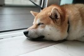 SHIB:企业家称，“柴犬(SHIB)不会再越过 ATH”_SLURP