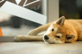 AIN:柴犬（SHIB）鲸鱼在价格反弹期间转移了大量 2.21 万亿代币_PDX Blockchain
