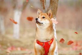 Maker:随着 TVL 下跌 70%，柴犬（SHIB）可能面临波动_ShibaBNB.org