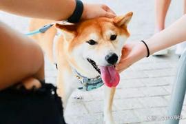 SHIBA:柴犬（SHIB）价格预测：2023 年 8 月_0xShield