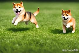 SHI:Shiba Inu：Shytoshi 提供有关 Shibarium 的最后更新_SHIB