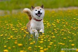 比特币:柴犬价格预测：SHIB 会在 7 年内达到 0.01 美元吗？_SHIBA