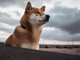 IME:狗狗币(DOGE)在移动平均线下方盘整，突破的机会有多大_PRIME