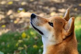 SHI:Shiba Inu，比特币相关性上升，因为 BTC 的目标是 25,000 美元_Shiba BSC
