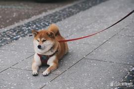 SHIB:Shiba Inu 获得新的元宇宙更新，但它可以帮助 SHIB 上升吗？_SHIBA