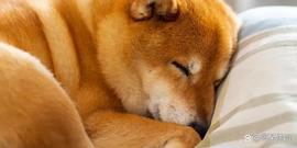 INU:Shiba Inu（SHIB）价格：是时候卖出了吗？_zinu币前景