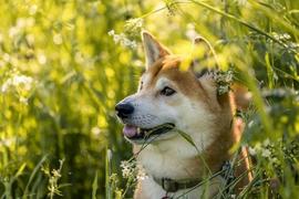 DIGI:随着第 2 阶段的开始Shiba Inu 的竞争对手筹集了超过 75 万美元_TOAD