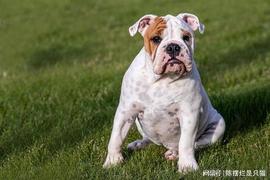 DOG:狗狗币 (DOGE) 陷入看跌趋势 – 何时脱身？_狗狗币创始人是谁