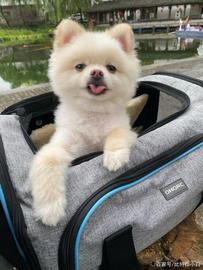 DOGE:狗狗币的狂欢还好延续吗？_DOGE价格