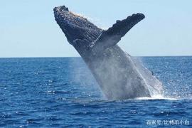 WEI:Weiss评级：过去60天内收集价值5.7亿美元的BTC-我们是否触底_比特币一天跌去4000美元