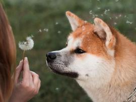 SHI:Shiba Inu 的元宇宙更新能否帮助 SHIB 继续牛市反弹？_SHIB