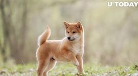 SHI:Shiba Inu (SHIB) 是今年 Binance 上最受关注的加密货币之一_SPACESHIB