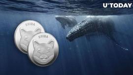 AINU:Shiba Inu鲸鱼在Shibarium新闻后增加更多SHIB至2.25万亿头寸_shibkiller币最新消息
