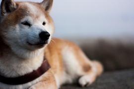 DOT:评估 Shiba Inu 的「SHIB」价格势头是否太好而无法持有_ENT