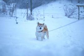 SHIB:SHIB以BTC领先；横盘整理-投资者可以留意这些水平_BTC