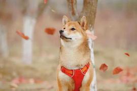 SHIBA:Shiba Inu (SHIB)是否准备好很快上涨 10%？_SHIBA价格