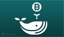 BTC:尽管看跌情绪，比特币关键鲸鱼地址飙升至 6 个月高位_CryptoAds