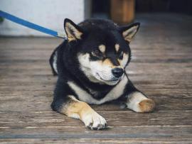 SHIBA:Shiba Inu「SHIB」持有者，请享受这个新更新_AINU