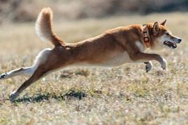 DOG:如果这种情况发生，狗狗币DOGE交易者可以进入空头头寸_比特币