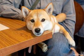加密货币:柴犬和狗狗币持有者对 SmarterWorx 的兴趣正在回升_加密货币怎么赚钱