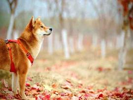 SHI:在 Shibarium 的测试版发布后解码 SHIB 的性能_BONE