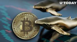 NCHAIN:中本聪时代的比特币鲸鱼搅动，铲除大量比特币藏品_CYBERKONGZ