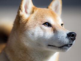 AINU:SHIB和 Shiba Eternity 全球发布的一切_SHIBASWIFE币