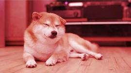 OIN:狗狗币（DOGE）在类似以太坊合并的传言中暴跌 13%_加密货币手法